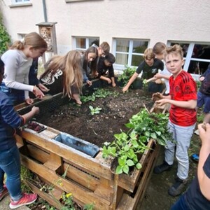 Kartoffeln im Schulgarten